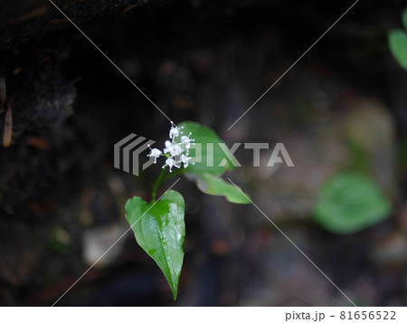 舞鶴草 81656522