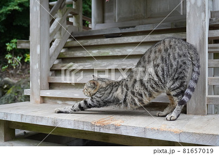 猫の「のび」ポーズ 81657019