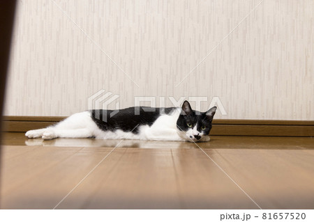 廊下に横たわる猫の写真素材