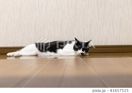 廊下に横たわる猫 廊下に横たわる猫 81657525