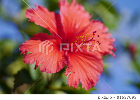 花 フラワー お花 81657695