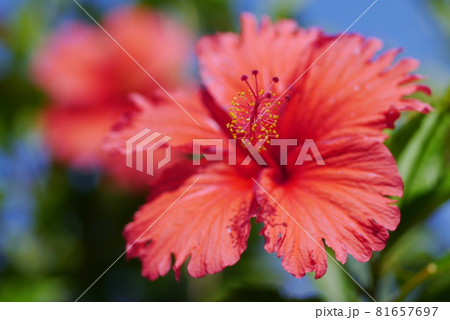 花 フラワー お花 81657697