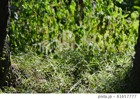 植物 植物画 木の葉 81657777