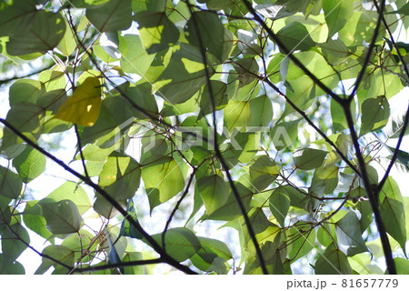 木の葉 葉 草の葉 81657779