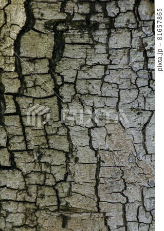 The brown bark of the tree is dry, cracked, jagged. The brown bark of the tree is dry, cracked, jagged. 81657865