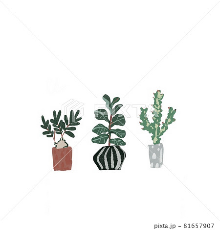 観葉植物　プラントスタンド　ザミア　ゴムの木　ユーフォルビア・トリゴナ・バリエガータ（背景白） 81657907
