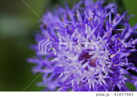 花 フラワー お花 81657985