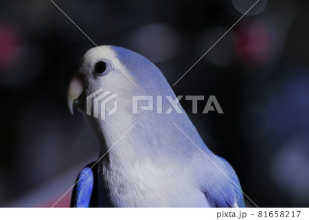 鳥 インコ オウム 81658217