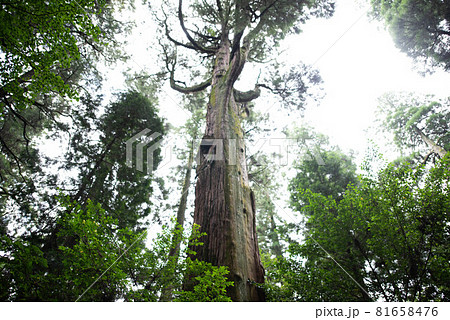 西臼杵郡(高千穂町) 高千穂神社 西臼杵郡(高千穂町) 高千穂神社 81658476