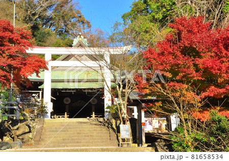 鎌倉市　鎌倉宮（大塔宮）拝殿と鳥居と紅葉と青空 81658534