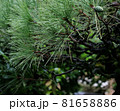 松に当たる雨 81658886