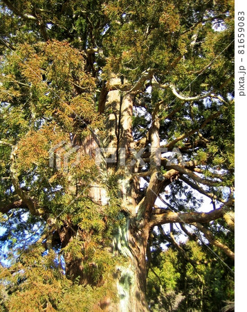 巨木 大樹 杉沢の大杉 神秘の大スギ 壮観 巨木 大樹 杉沢の大杉 神秘の大スギ 壮観 81659083