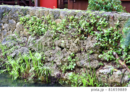 石の壁に生える草 石の壁に生える草 81659889