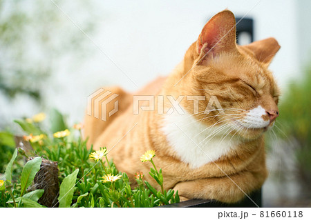 茶トラの野良猫と黄色い花 茶トラの野良猫と黄色い花 81660118
