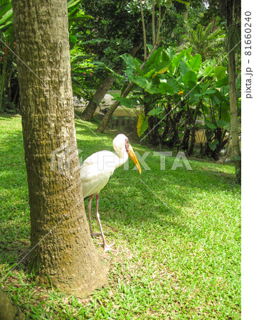 The Bird park at Bali Indonesia The Bird park at Bali Indonesia 81660240