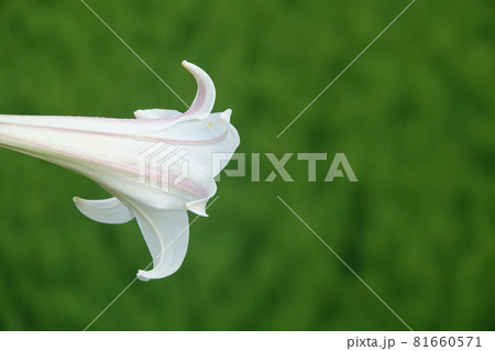 テッポウユリ 81660571