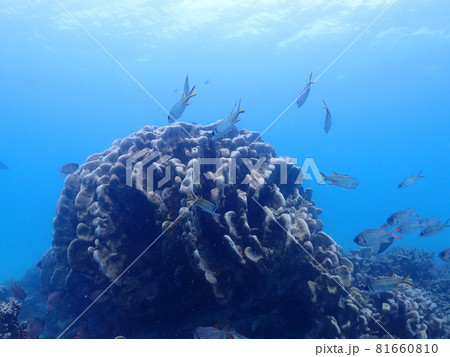 ダイビングスポット・石垣島海底の珊瑚と魚群 81660810