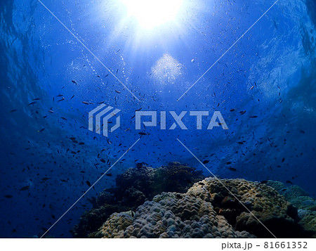 静寂な群青の海底・石垣島(沖縄) 静寂な群青の海底・石垣島(沖縄) 81661352