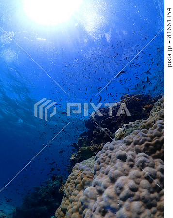 静寂な群青の海底・石垣島(沖縄) 静寂な群青の海底・石垣島(沖縄) 81661354