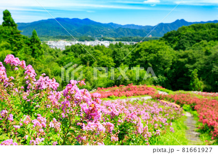 埼玉県秩父市　秩父ミューズパーク　サルスベリと青空　 81661927