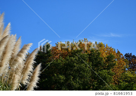 神代植物園　紅葉とススキ 81661953
