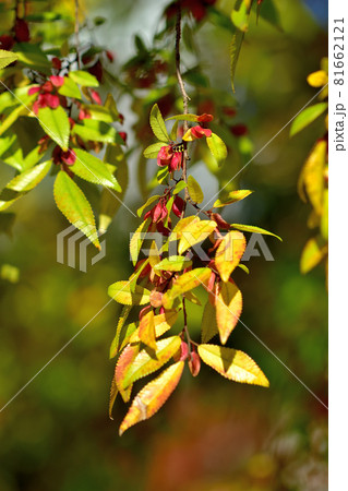 四季の森公園・アキニレの花 81662121