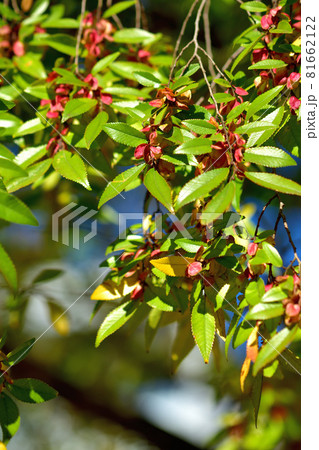 四季の森公園・アキニレの花 81662122