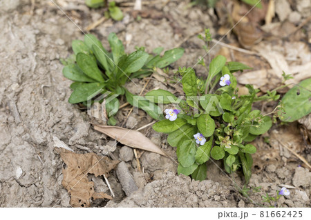 トキワハゼ 81662425