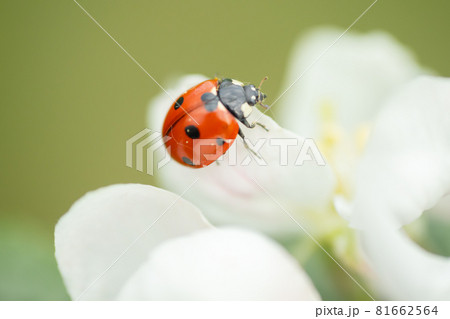 Red ladybug on apple tree flower macro close-up Red ladybug on apple tree flower macro close-up 81662564