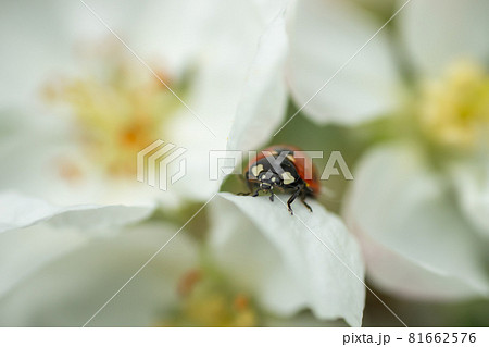 Red ladybug on apple tree flower macro close-up 81662576