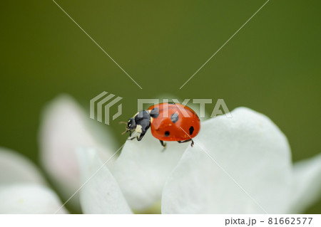 Red ladybug on apple tree flower macro close-up Red ladybug on apple tree flower macro close-up 81662577