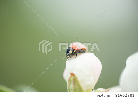 Red ladybug on apple tree flower macro close-up Red ladybug on apple tree flower macro close-up 81662581