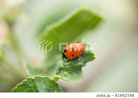 Red ladybug on apple tree leaf macro close-up 81662586