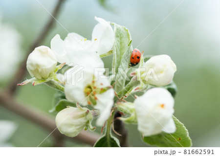 Red ladybug on apple tree flower macro close-up Red ladybug on apple tree flower macro close-up 81662591