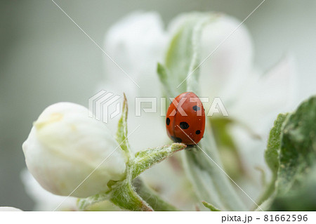 Red ladybug on apple tree flower macro close-up 81662596