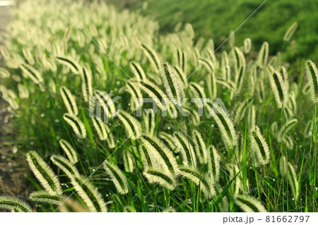 Setaria viridis with morning lights Setaria viridis with morning lights 81662797
