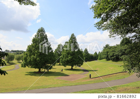 さいたま市大宮第二公園の初夏の風景 さいたま市大宮第二公園の初夏の風景 81662892