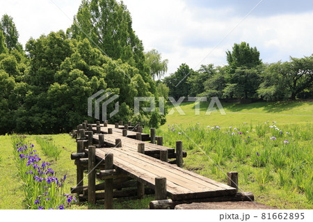 さいたま市大宮第二公園の初夏の菖蒲田の風景 さいたま市大宮第二公園の初夏の菖蒲田の風景 81662895