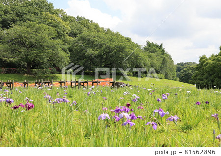 さいたま市大宮第二公園の初夏の菖蒲田の風景 81662896