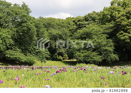 さいたま市大宮第二公園の初夏の菖蒲田の風景 81662898