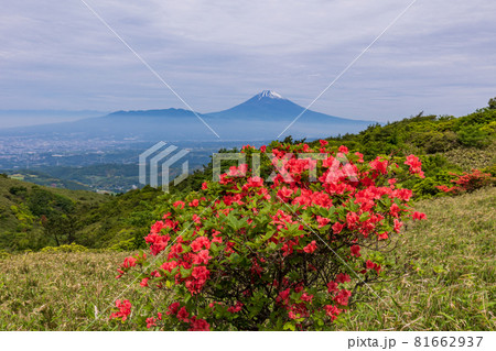 (静岡県)山ツツジ咲く箱根スカイラインから望む、富士山 (静岡県)山ツツジ咲く箱根スカイラインから望む、富士山 81662937