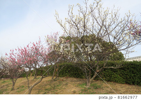 石ケ谷公園～明石の梅林～ 81662977