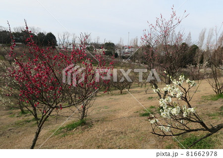 石ケ谷公園～明石の梅林～ 81662978