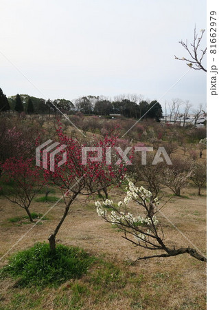 石ケ谷公園～明石の梅林～ 81662979