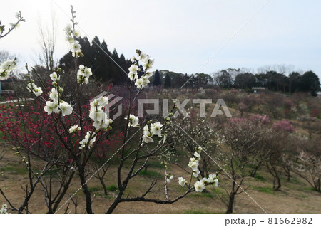 石ケ谷公園～明石の梅林～ 81662982