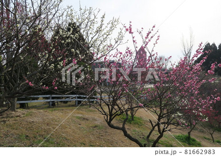 石ケ谷公園~明石の梅林~ 石ケ谷公園~明石の梅林~ 81662983
