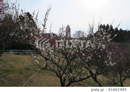 石ケ谷公園~明石の梅林~ 石ケ谷公園~明石の梅林~ 81662985