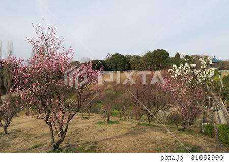 石ケ谷公園～明石の梅林～ 81662990