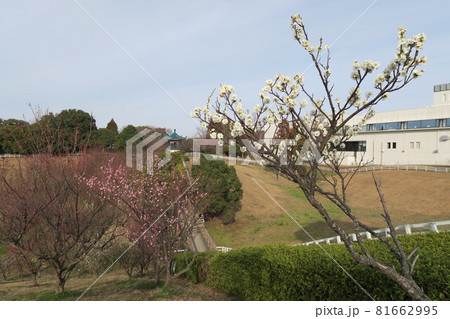 石ケ谷公園~明石の梅林~ 石ケ谷公園~明石の梅林~ 81662995