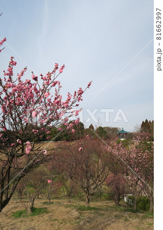 石ケ谷公園～明石の梅林～ 81662997